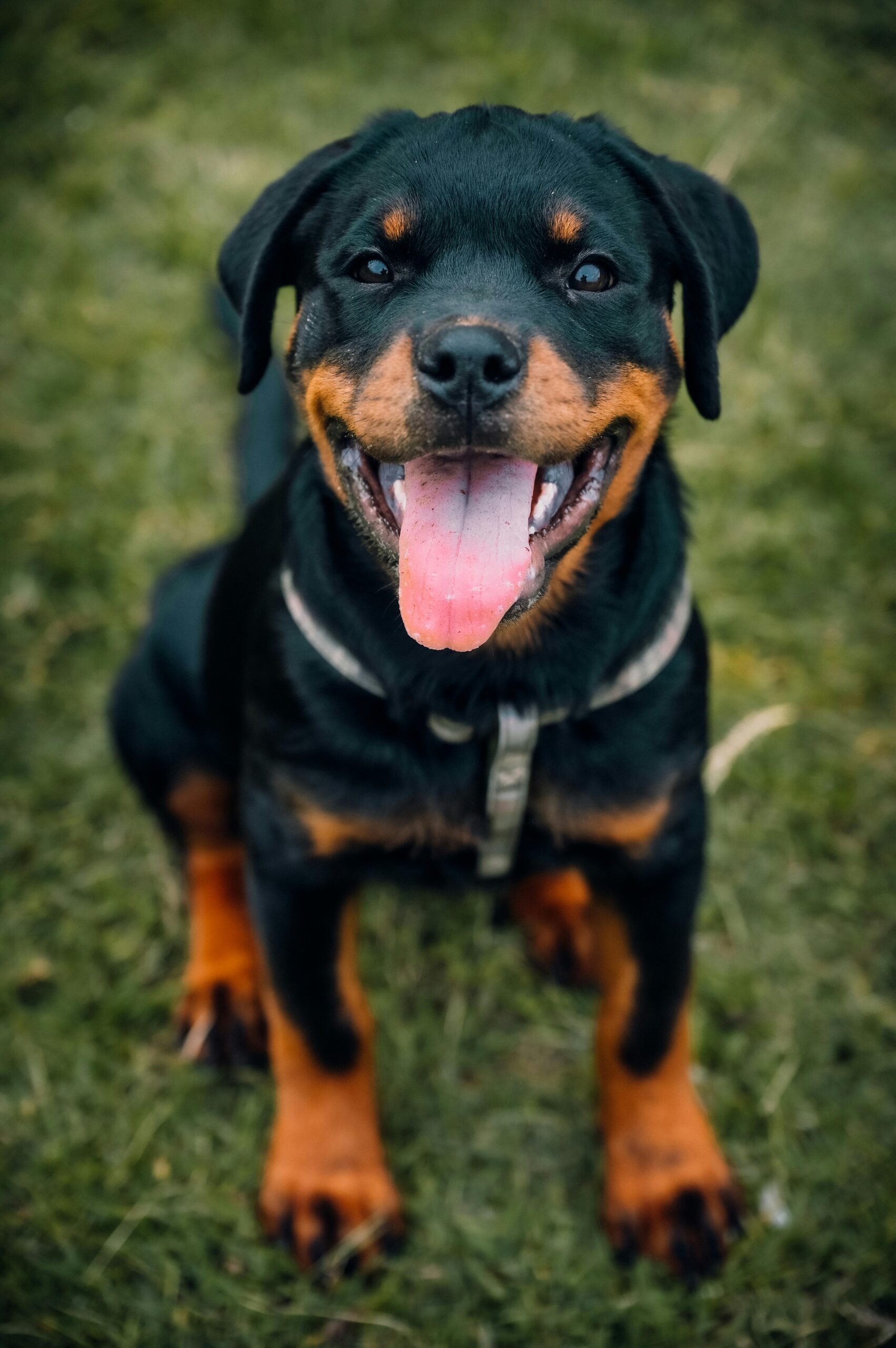 Cute Rottweiler puppy sitting on grass with tongue out. Captured outdoors in Shimla, India.
